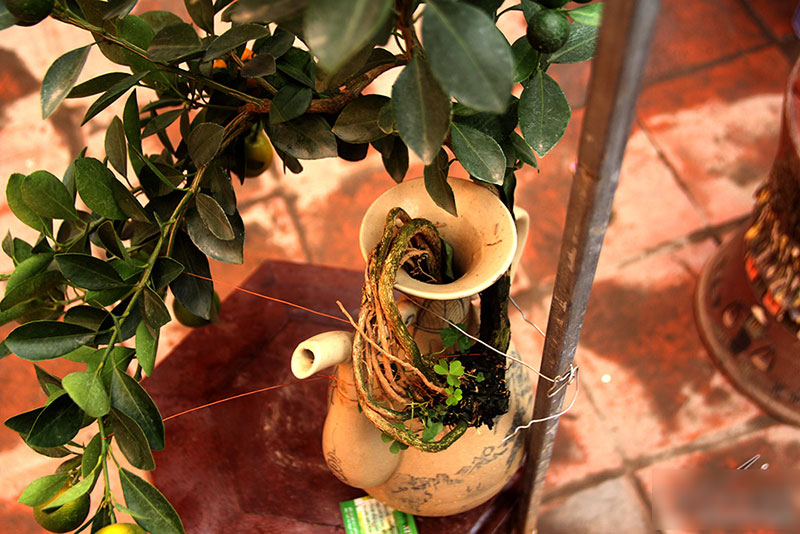 Cây quất độc nhất được ngã giá trăm triệu chưa bán